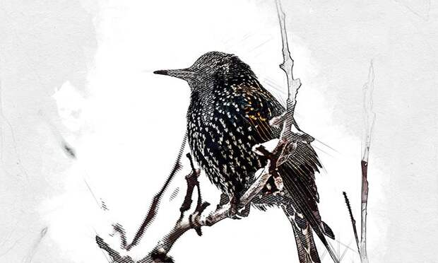 Крепкие орловские морозы не напугали певчих скворцов