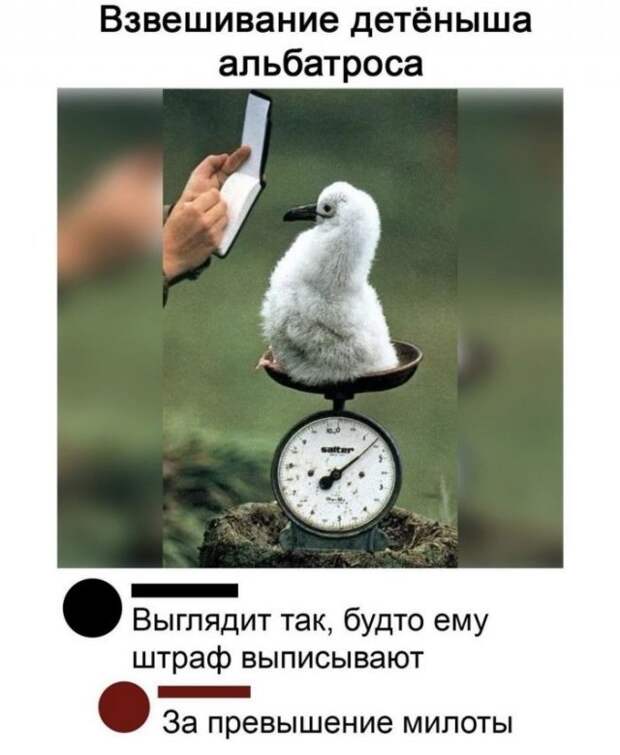 Смешные комментарии
