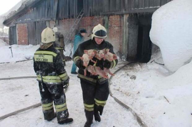 Томские пожарные вытащили более ста поросят из горящего свинарника (6 фото)