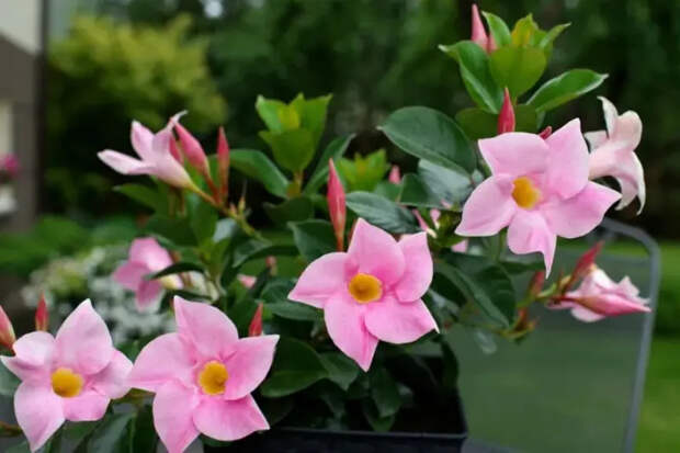 Мандевилла — вьющееся растение с прекрасными цветами, которое должно быть в каждом саду
