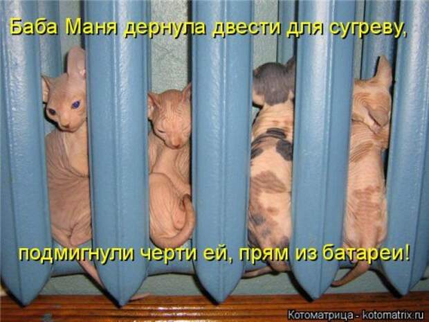 Новая котоматрица на Бугаге (44 фото)