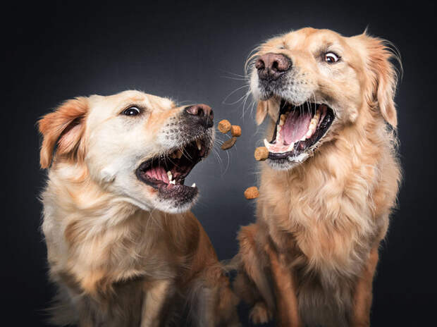 Catch me if you can, или Поймай меня, если сможешь фотопроект, Собака, длиннопост