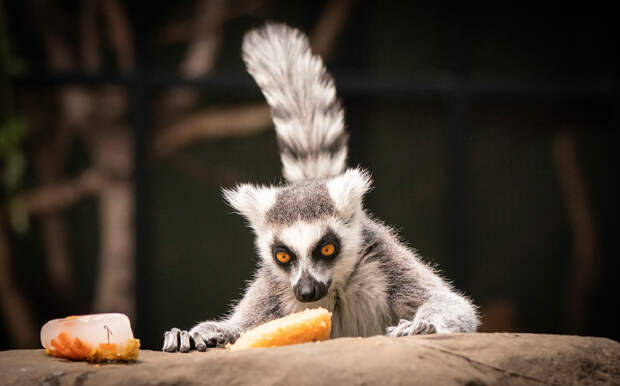 Кошачий лемур