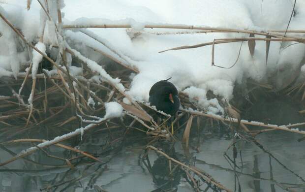 Редкая краснокнижная камышница осталась зимовать в Петербурге