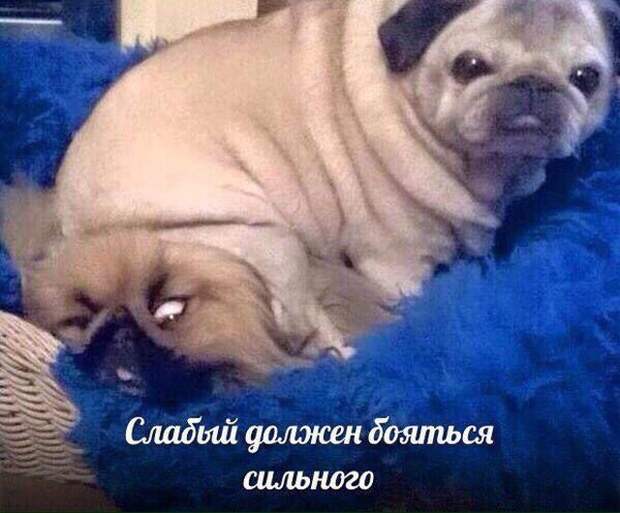 Подборка картинок