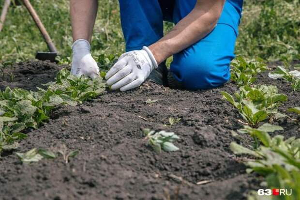 Красноярский агроном поделился секретами подготовки грядок к зиме