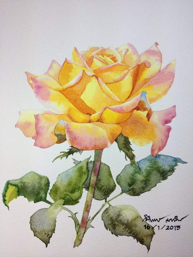 Yellow rose: 