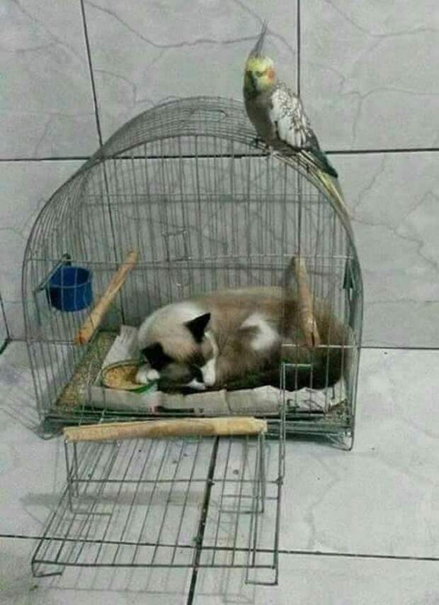 kartinok-veselyh-interesnyh-kartinki-smeshnye-kartinki-fotoprikoly kartinok-veselyh-interesnyh-kartinki-smeshnye-kartinki-fotoprikoly