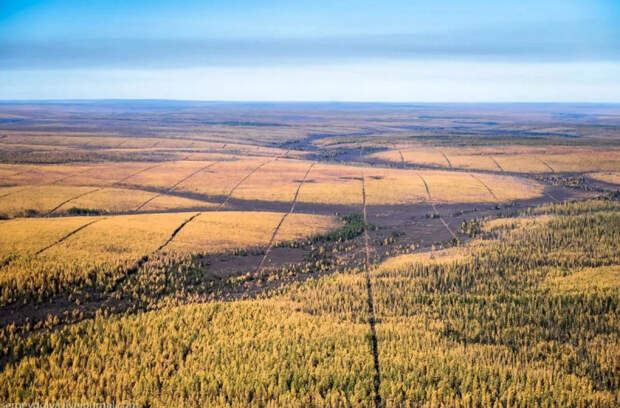 Тайга Сибири расчерчена в идеальную клетку, кто и для чего на самом деле это сделал?