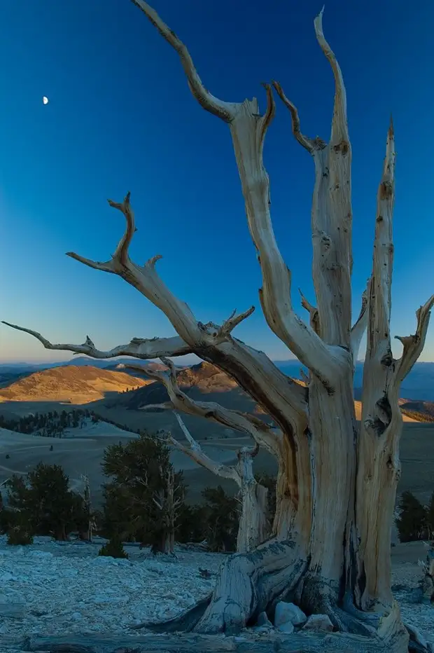 Деревья, которых боится само время: самой старой из Бристлеконских сосен более 4,7 тысяч лет