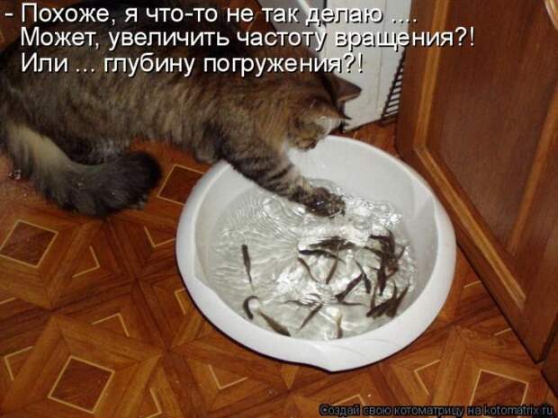 Лучшие котоматрицы недели (50 фото)