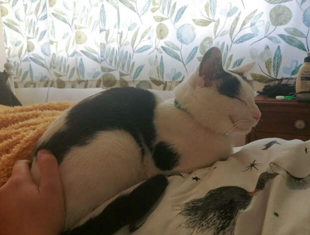 Котики спят возле своих хозяев и на них