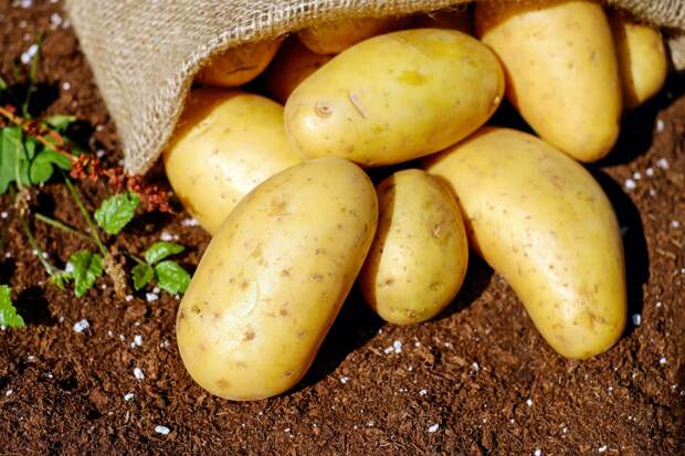 В Ленобласти сбор урожая картофеля вырос на 20 процентов