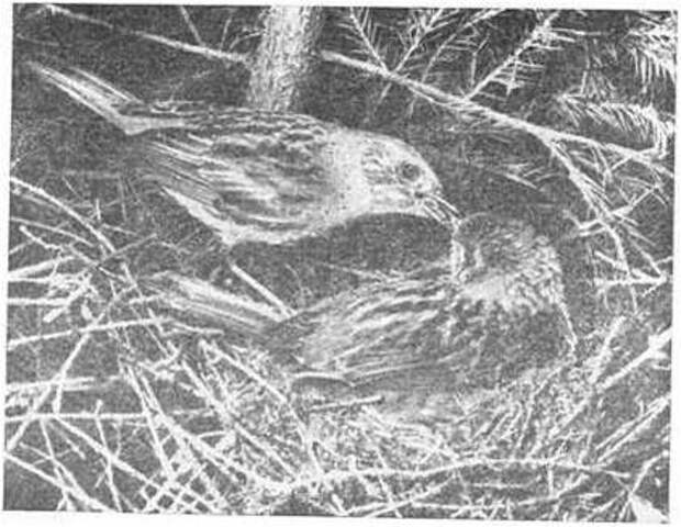 Рис. 1. Самец лесной завирушки кормит самку. Фото Ф. Штейнбаха