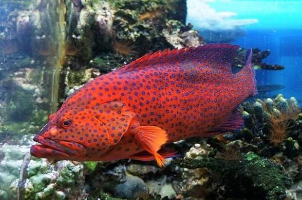 Групер-рыба-Описание-особенности-и-среда-обитания-рыбы-групер-8
