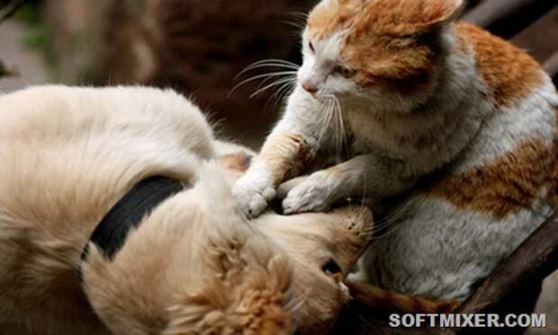 Кошачий массаж: почему они делают это?