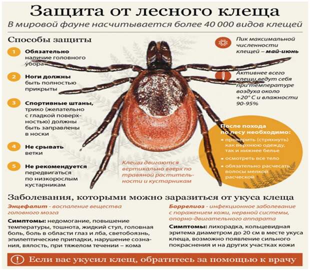 Укус клеща