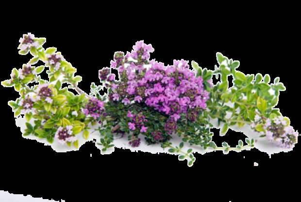 109262097 (699x469, 383Kb)