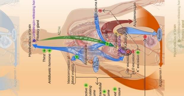 Блокаторы РААС эффективнее кальциевых блокаторов в защите детей от прогрессирования хронической болезни почек