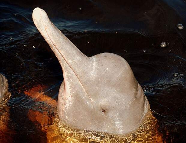 Амазонский дельфин или иния (лат. Inia geoffrensis)(англ. Amazonas Dolphin или River Pink Dolphin)