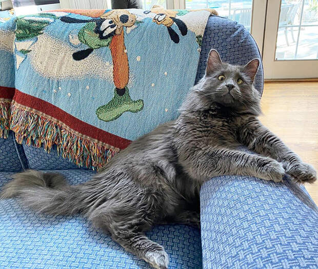 8 милых фото кота, у которого глаза гуляют сами по себе
