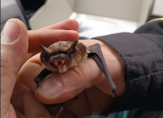 Летучая мышь устроилась на ночлег на 45-м этаже дома в Хорошеве-Мневниках