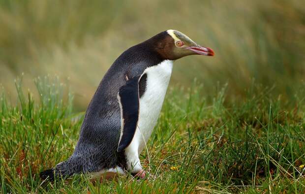 velikolepnyi-penguin