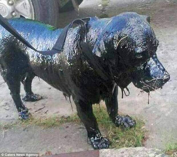В Аргентине полицейские спасли обмазанную смолой собаку