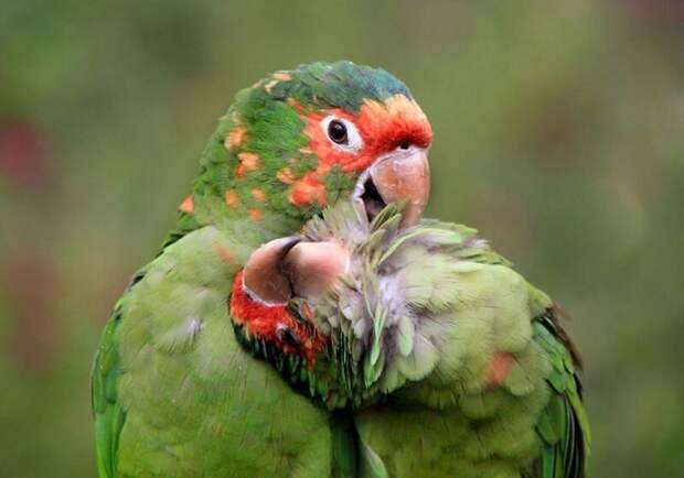 Попугаи ухаживают друг за другом. животные, фото, это интересно