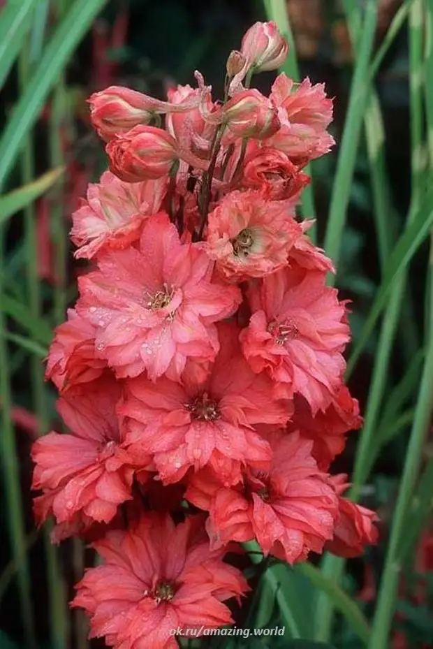 Red carolina. Дельфиниум ред Кэролайн. Дельфиниум Red Caroline. Дельфиниум Delphinium Red Caroline.