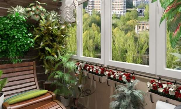 Что можно выращивать на северном балконе – лучшие теневыносливые растения