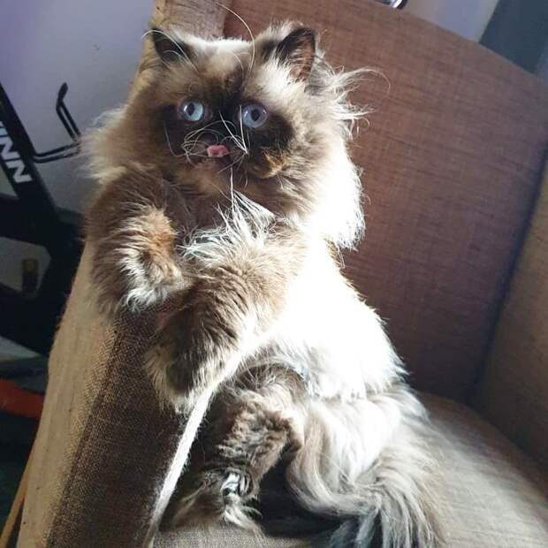 7 угарных фото кота, который похож на вампира