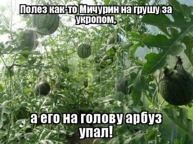 Прикольные фотомемы в новом сборнике (24 шт)