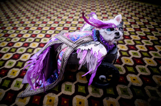 New York Pet Fashion Show