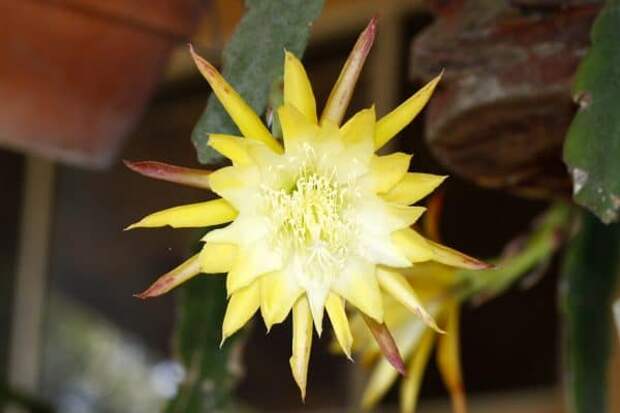 желтый цветок эпифиллума