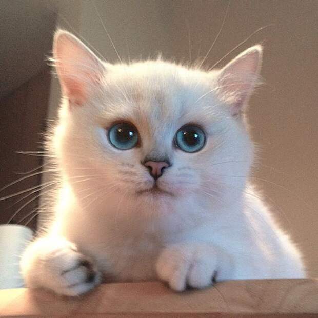 Встречайте кота с самыми красивыми в мире глазами (18 фото)