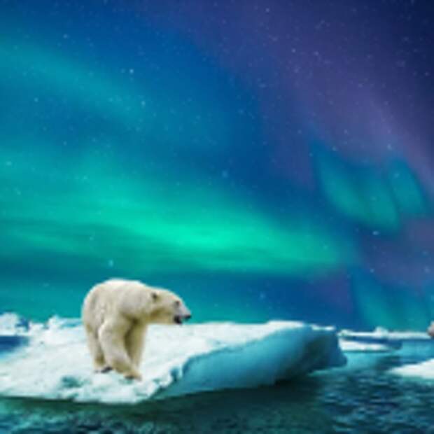 Белые медведи. Фото: pixabay.com