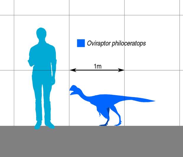 698px-Oviraptor_Scale.svg