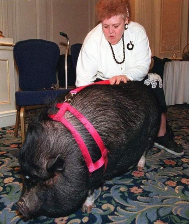 Теперь хозяйка обязана Лулу жизнью, а свинья прославилась на весь мир.