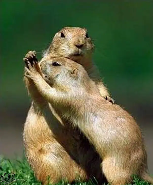 � �������� �� ����� ���