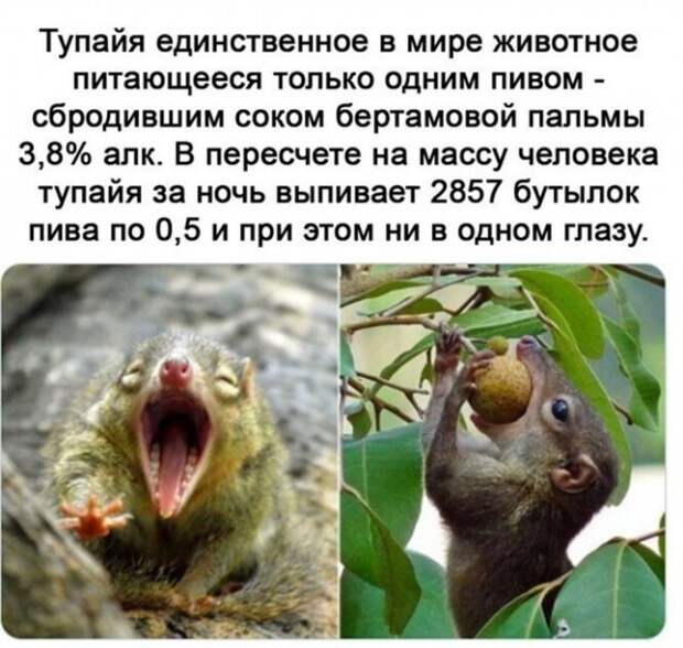 Приколы про алкоголь после прошедших выходных