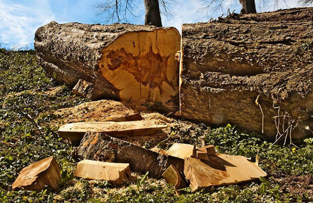 Сироте, распилившему мертвые деревья, грозит штраф в 66 тысяч рублей 