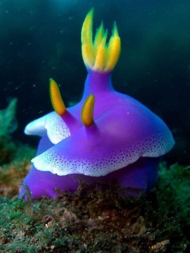 Голожаберными называют большую группу морских брюхоногих моллюсков животные, интересное, кораллы, красиво, красочно, подводное царство, природа, ярко