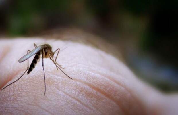 Ароматерапия против комаров