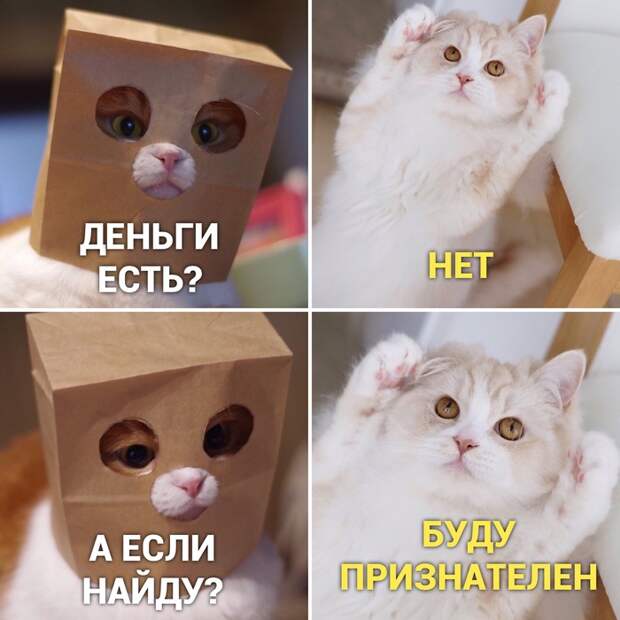 Лапки вверх