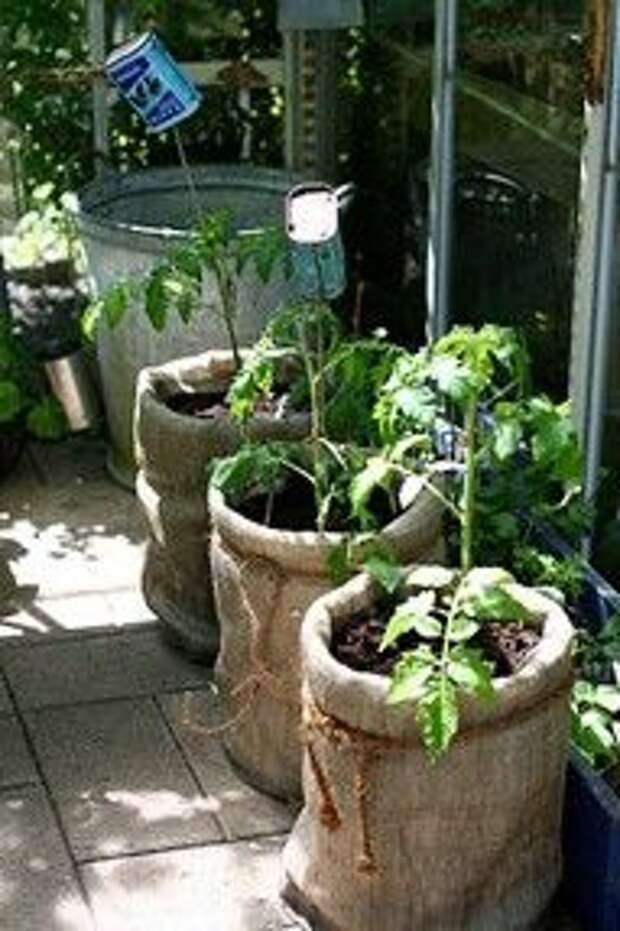 Cover 5 gallon buckets with burlap and twine for a super awesome look!  Interesting idea for those without garden space.  Make sure you punch holes in the bottom for drainage.: 