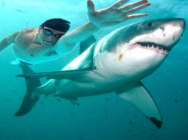 Майкл Фелпс проиграл заплыв белой акуле