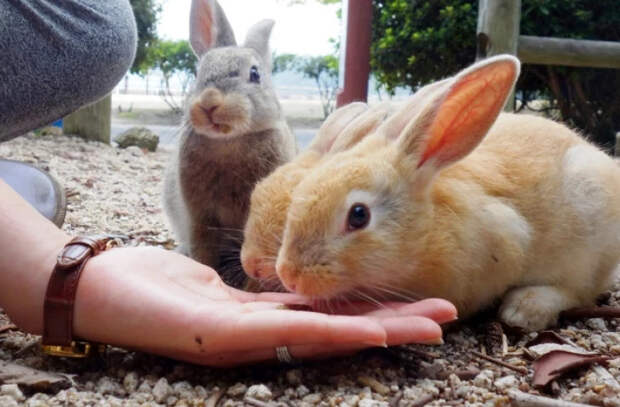 Окуносима: как необитаемый остров стал раем для кроликов и вирусным туристическим направлением