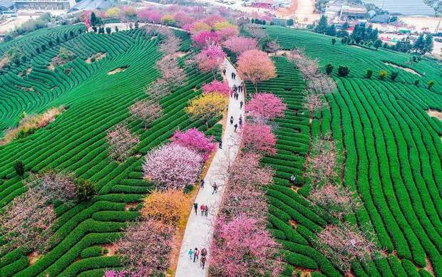 Весна пришла, но не к нам. В Китае расцвела сакура: 15 потрясающей красоты фото