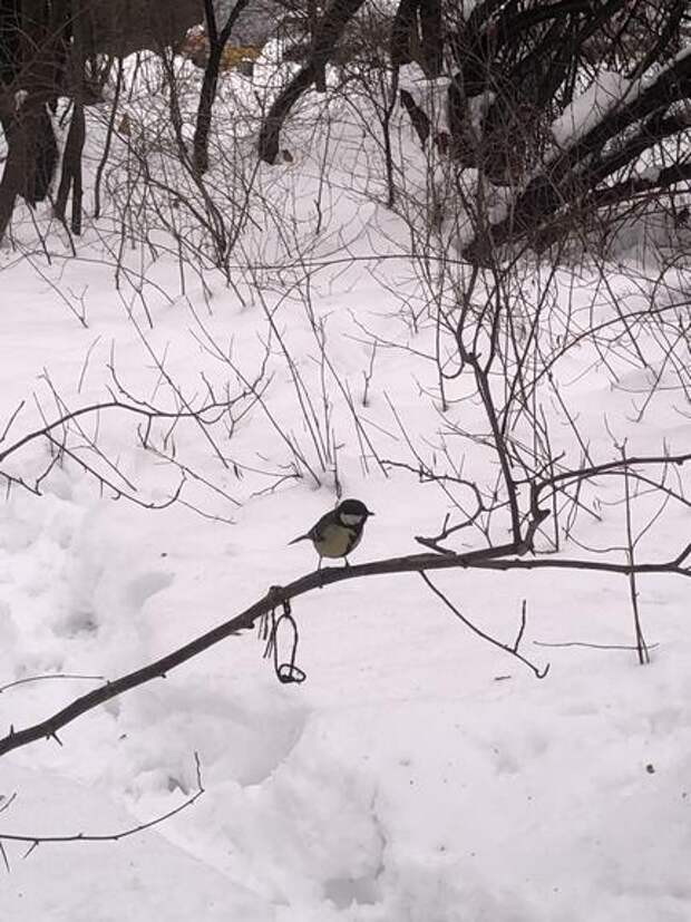 Синоптик Леус предположил, что снег в Москве сойдёт во второй декаде апреля